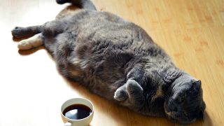 脂肪溶解注射の種類・効果・腫れ・費用について
