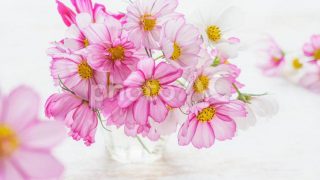 秋～冬はしみ治療のベストシーズンです！今ならお得なキャンペーン実施中です！