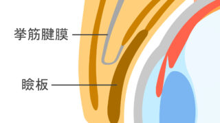 目の上の自然な若返りに『眉下たるみ取り』についてNatural Rejuvenation for the Upper Eye Area: About “Brow Sagging Removal”
