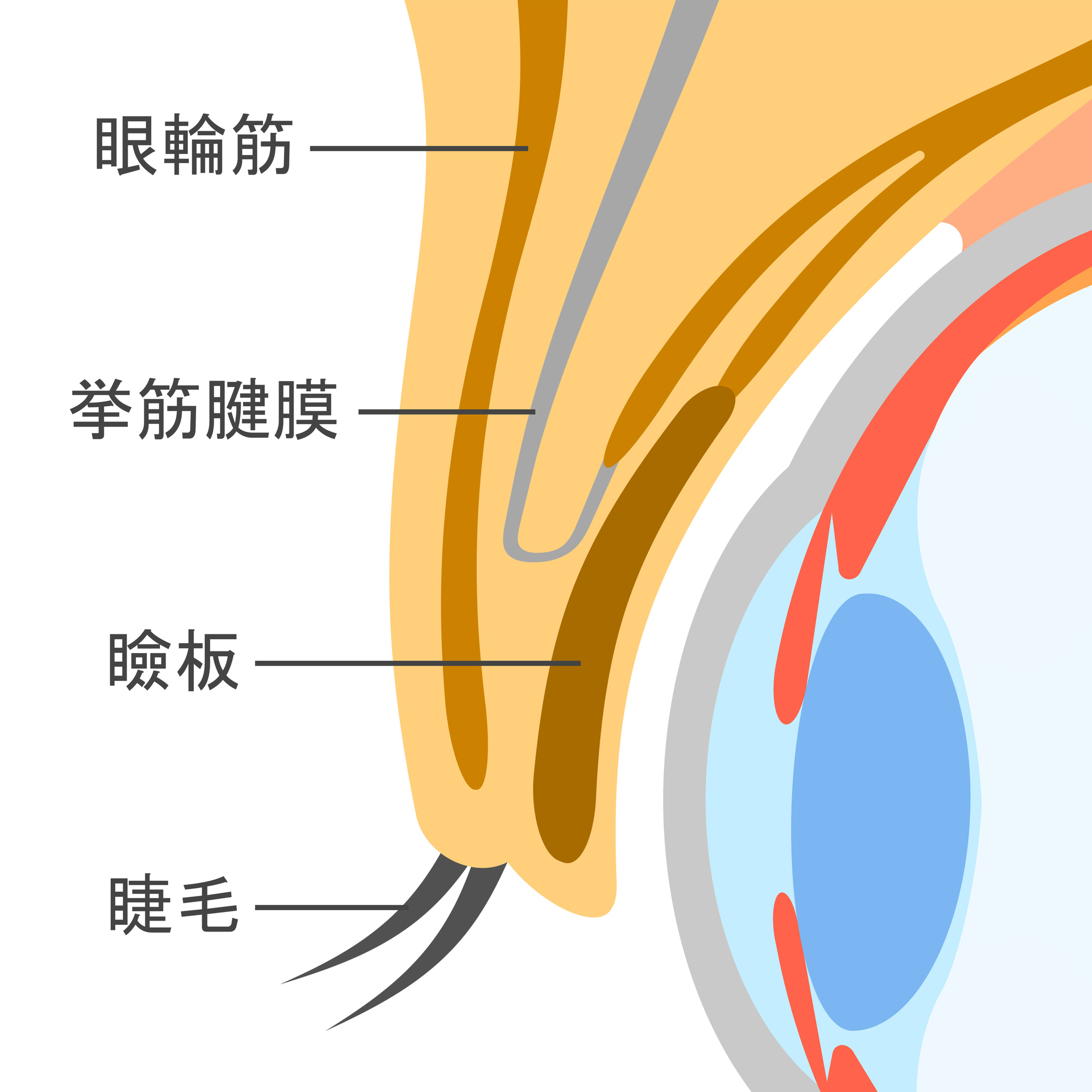 目の上の自然な若返りに『眉下たるみ取り』についてNatural Rejuvenation for the Upper Eye Area: About “Brow Sagging Removal”