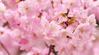 2025年版！桜満開キャンペーンのお知らせです！