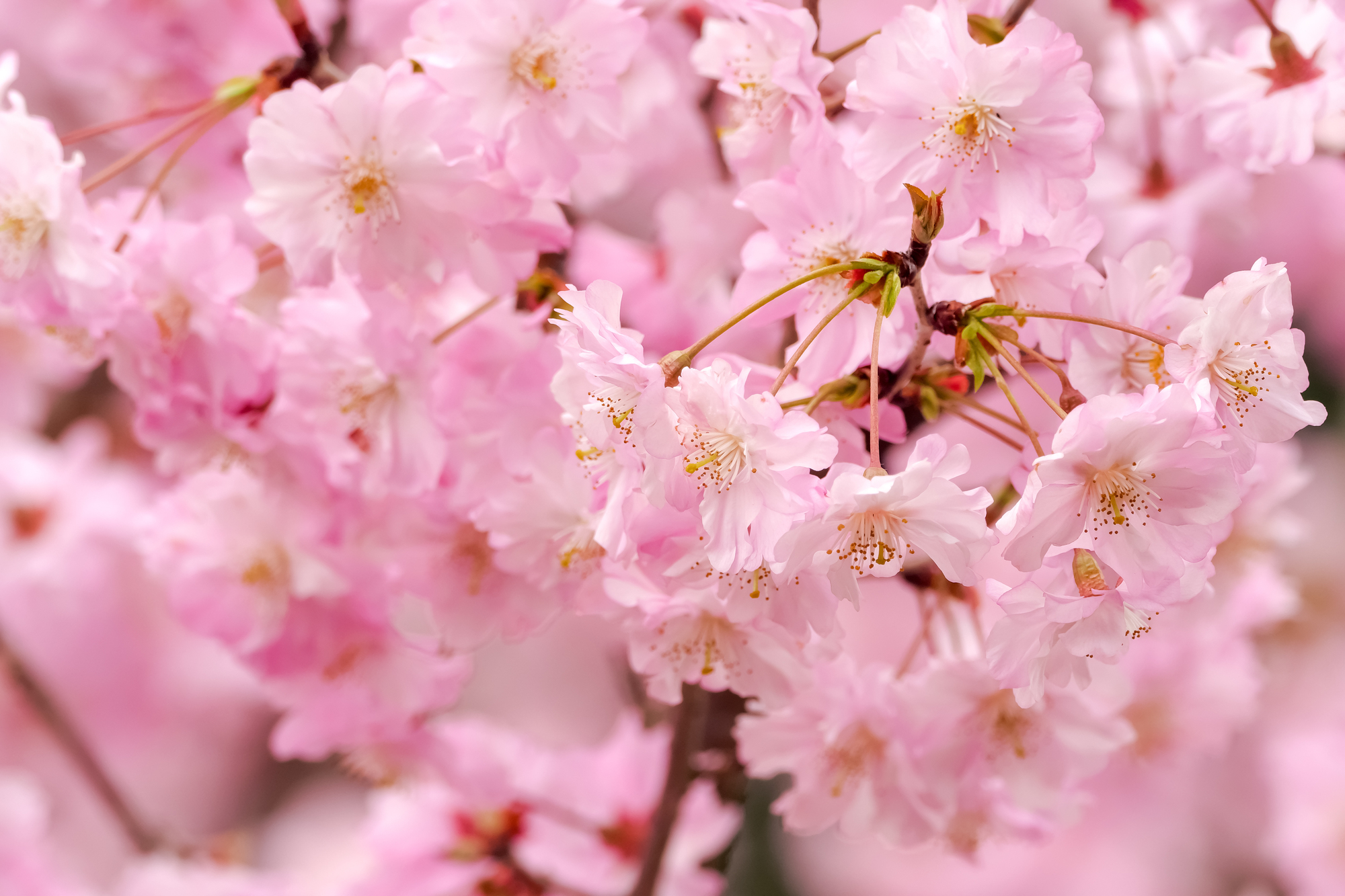 2025年版！桜満開キャンペーンのお知らせです！